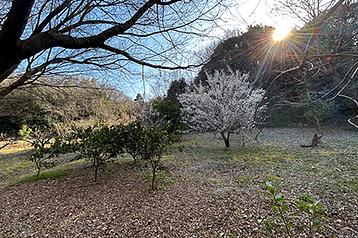 相生山緑地　オアシスの森