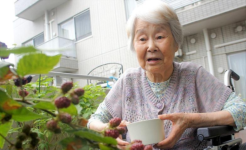 ブラックベリー収穫中