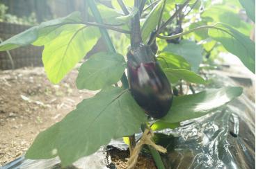 「上野毛ファーム」茄子の収穫画像1