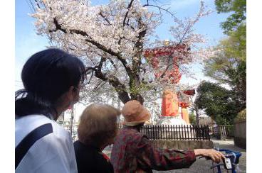 桜を見てきました！画像2