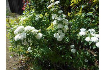  中庭の植物のご紹介part２画像6