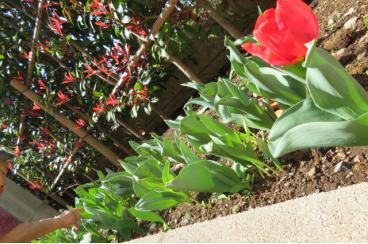 チューリップの花が画像2