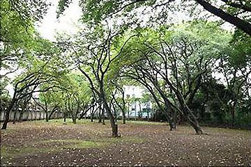 上野毛自然公園 サクラの広場