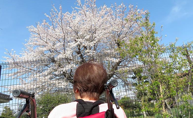 春の風物詩～桜の大木～			
