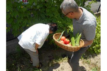 野菜を収穫しました画像2