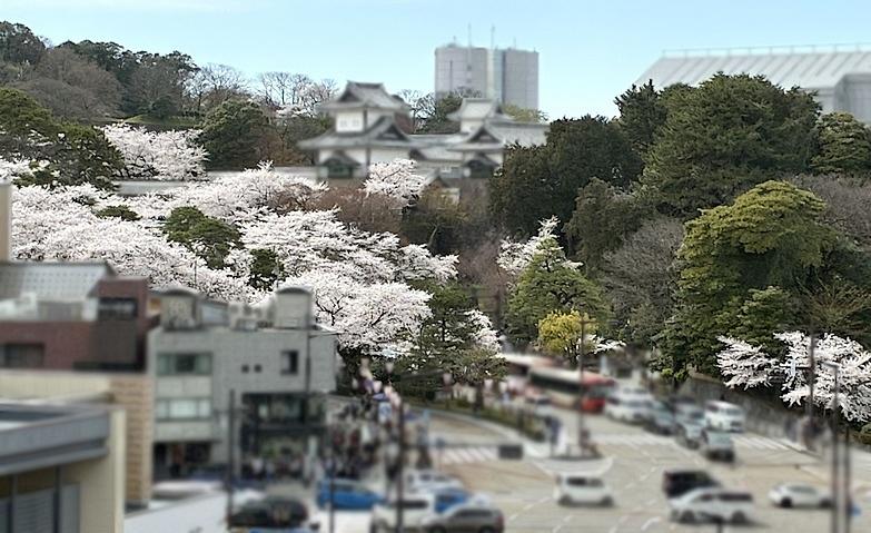 ウッドデッキからのお花見