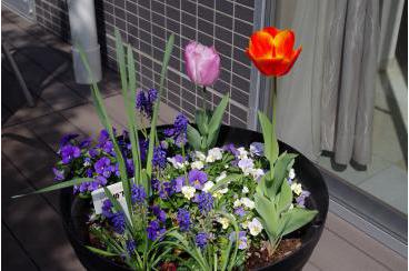 植木鉢のお花が満開です画像3