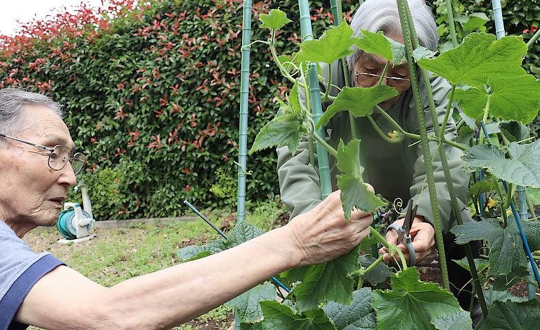 ついに収穫！夏野菜！			