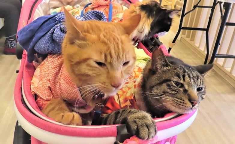 猫と犬とのふれあいイベント