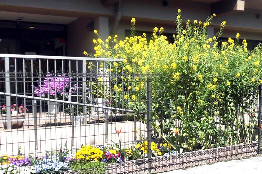 ホームの外周を彩るお花