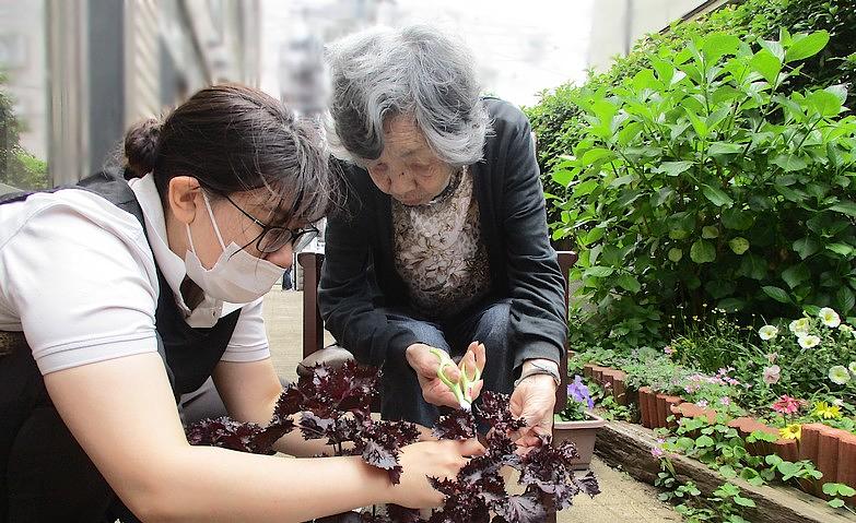 大葉の間引き			