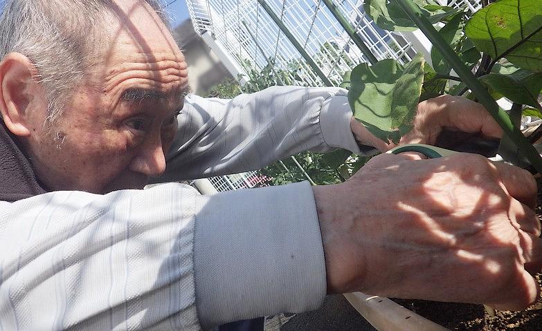 野菜収穫①
