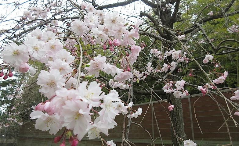 思い出の枝垂れ桜