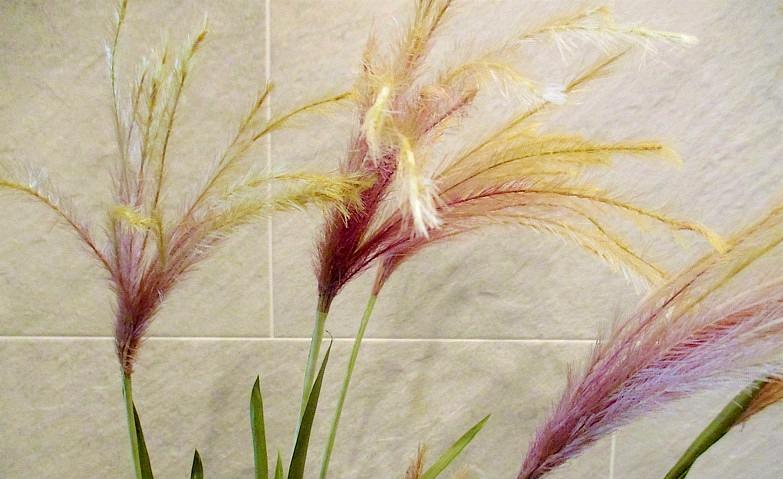 秋を彩るススキ