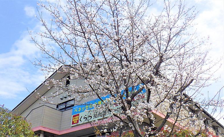 ホームと桜