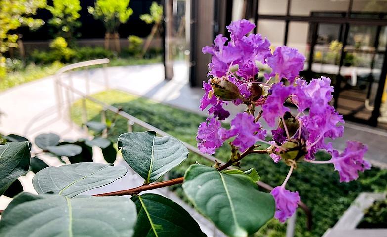 百日紅（サルスベリ）の花が咲きました