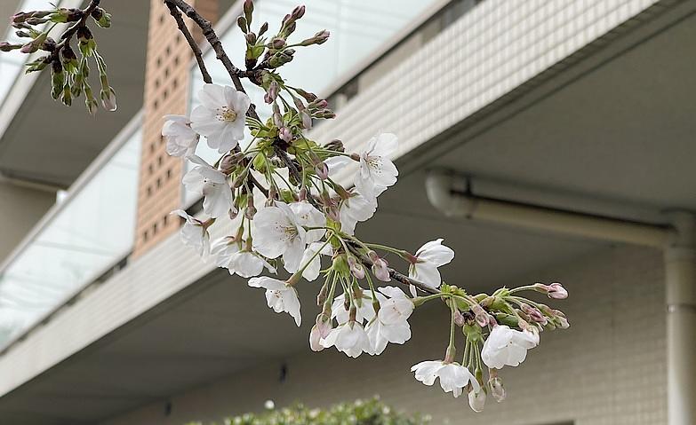 満開までもう少し