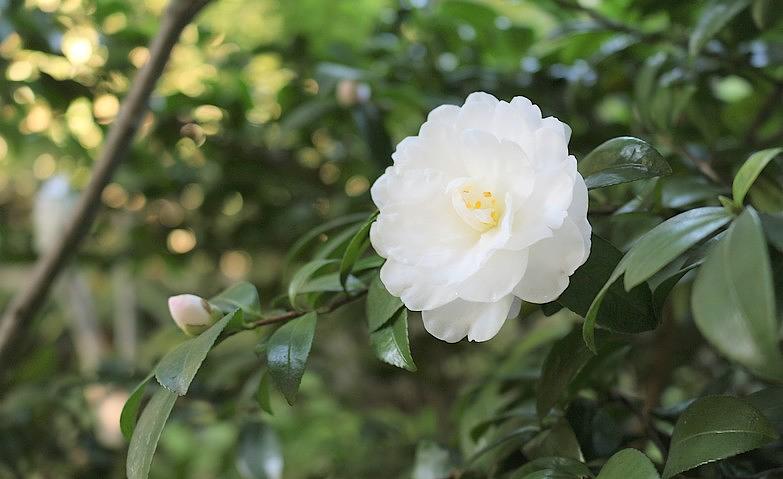 寒椿～日本庭園にて～