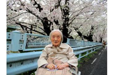 山崎川　満開の桜画像3