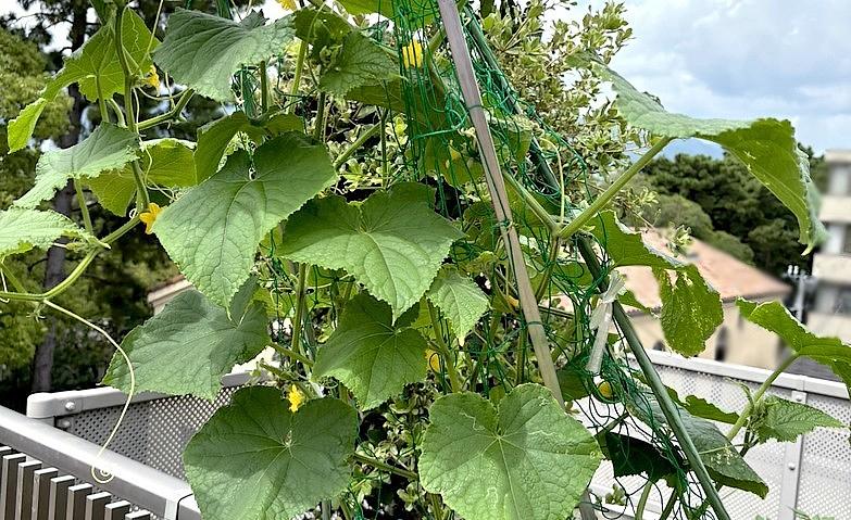 青空に向かって伸びる野菜たち