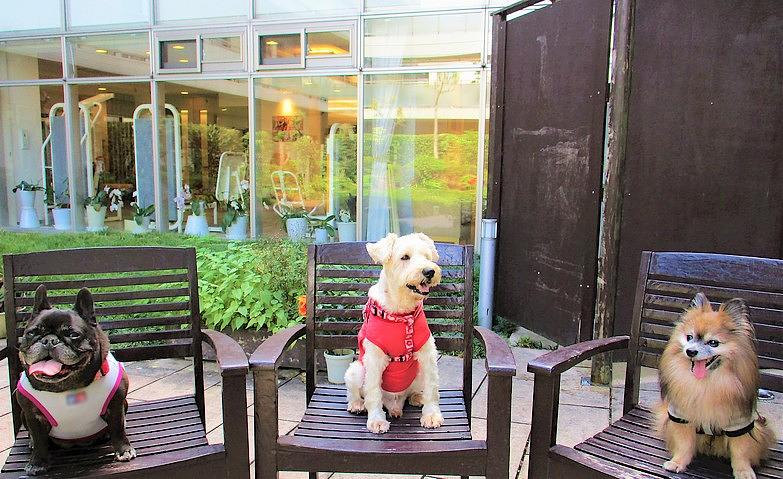 犬とのふれあい