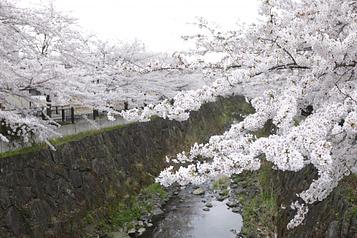 四季の道　山崎川