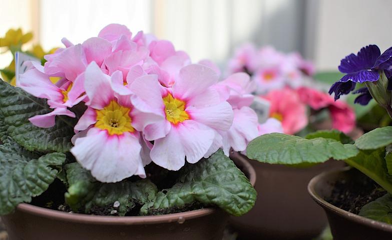 寒くてもきれいな花を咲かせるサクラソウ