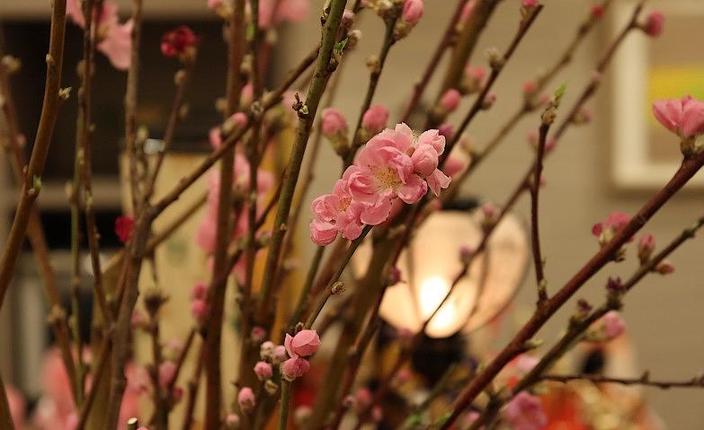 桃の花を飾りました
