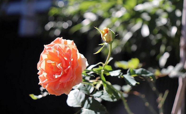 「アリア上井草」の薔薇			