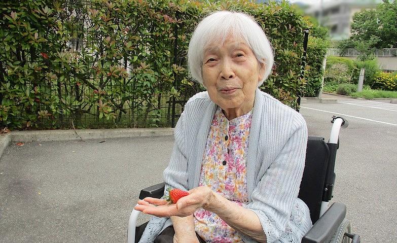 イチゴの初収穫