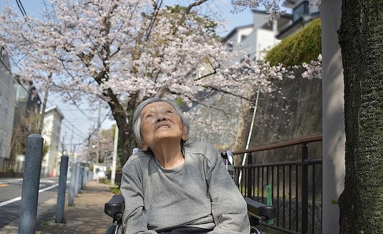 約束のお花見