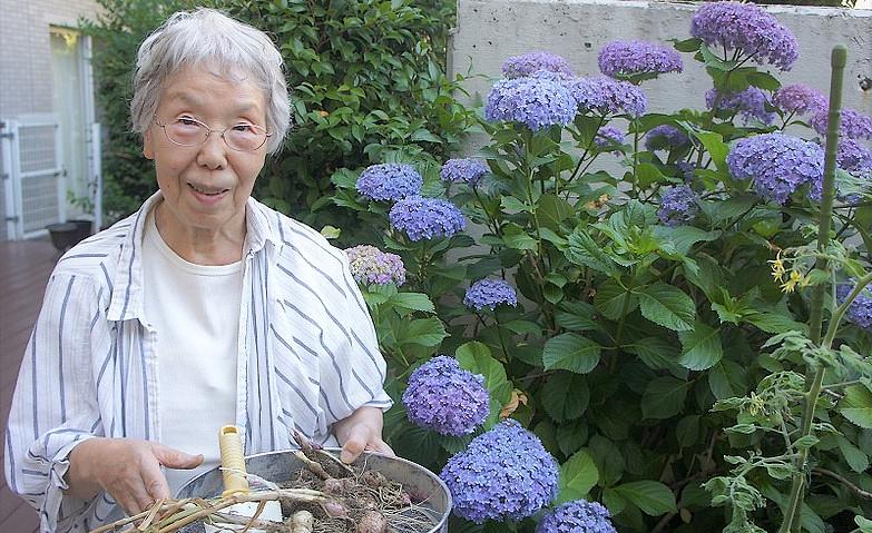 ニンニク収穫！