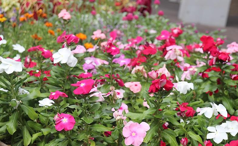 お花がいっぱい！～自慢の花壇～