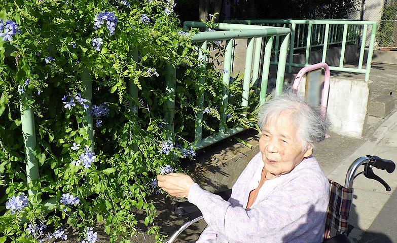 お散歩アクティビティ