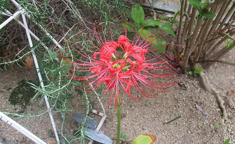 秋を感じる「情熱」の花