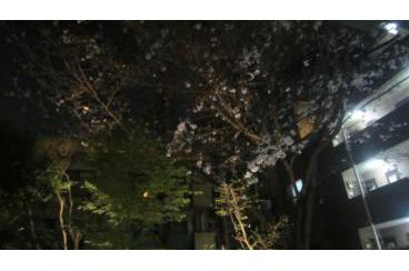 春の訪れ 二子玉桜画像1