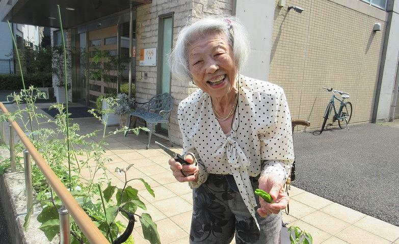 シシトウの収穫祭			