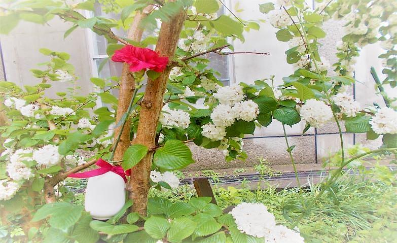 母の日にカーネーションを