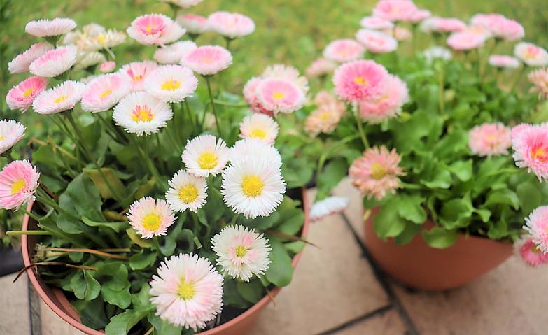 ヒナギクが開花しました！