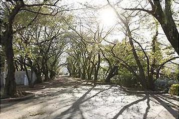 石神井川の川縁