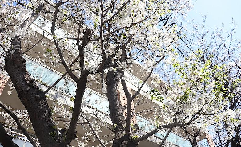 桜満開！春がやってきました。