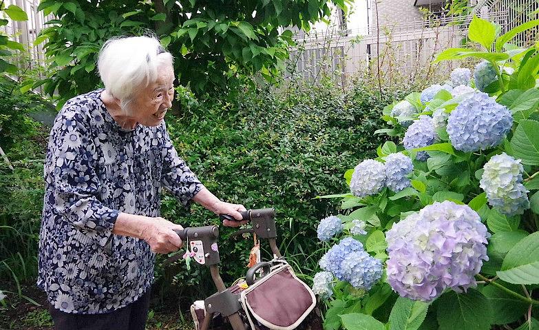 満開の紫陽花