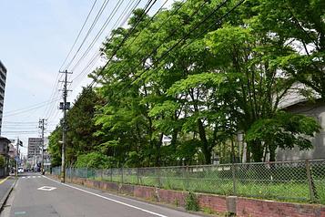 緑豊かな散歩道