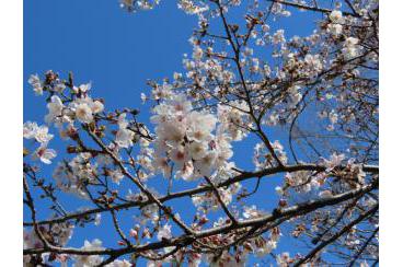 あざみ野の桜2020