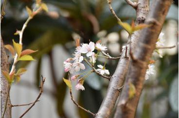 桜咲く。画像1