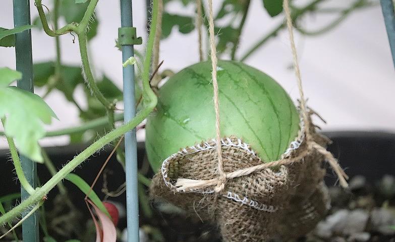 「アリア上井草」のウッドデッキより～スイカ～			