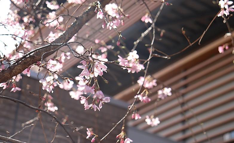桜咲く