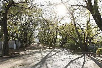 石神井川の川縁