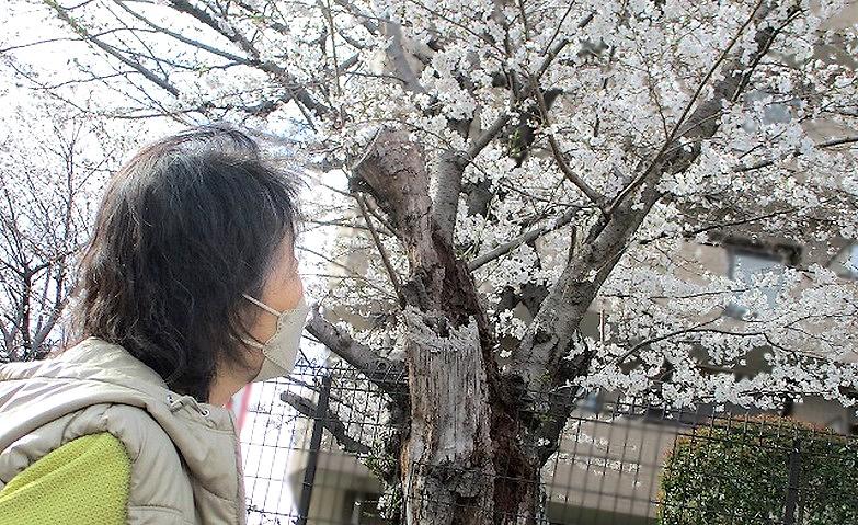 お花見へ行こう！