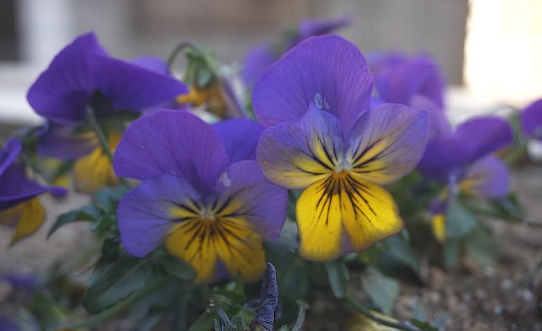パンジーの花言葉～思慮深さ～